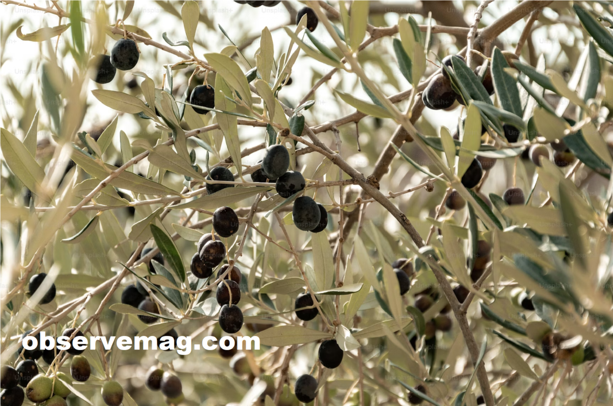 The Complete Guide To Kalamata Olives Benefits Uses And Nutritional